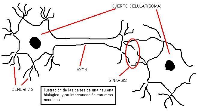 cerebro-humano-aprendizaje