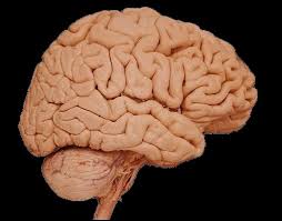 cerebro-humano-aprendizaje2