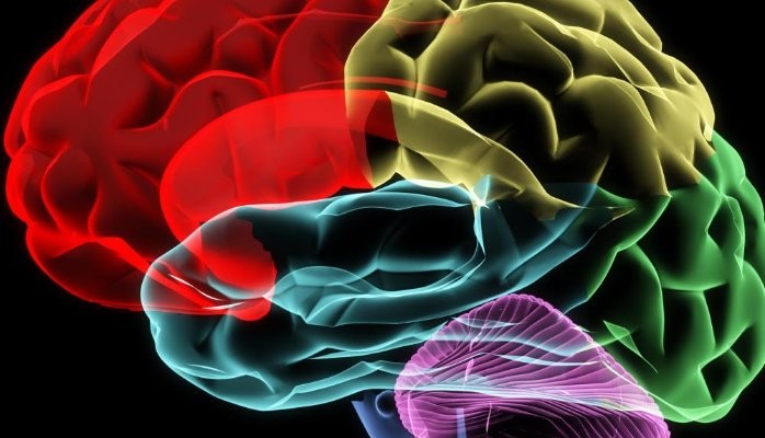 que es el neuroliderazgo en gestion empresarial